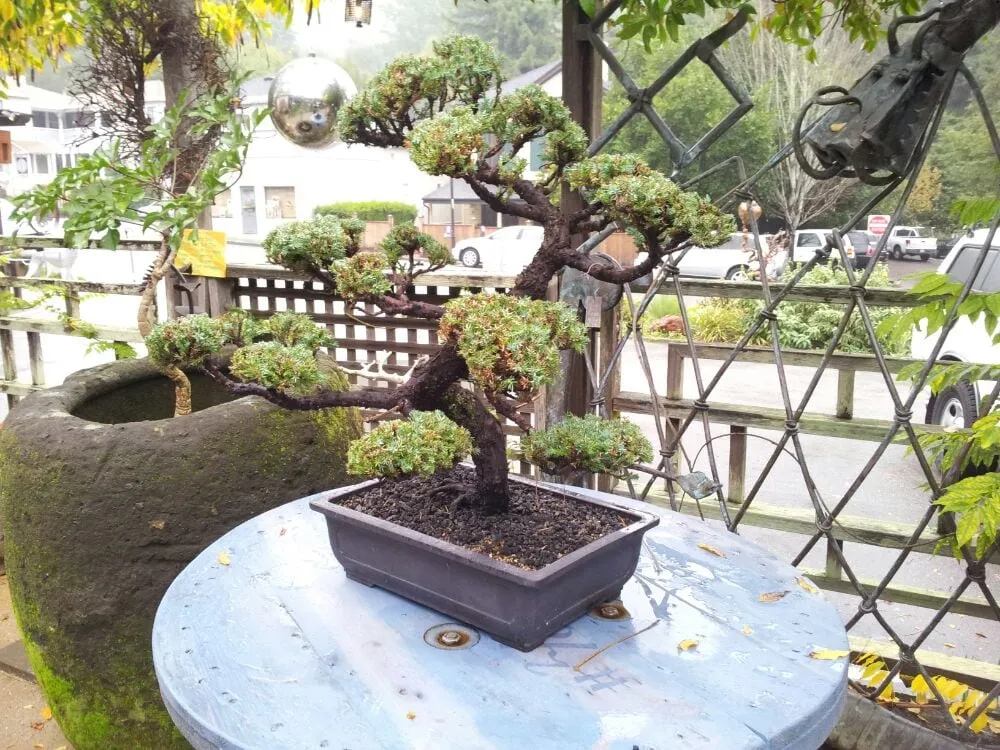 Top-rated lawn mowing service in Mill Valley, CA by Illumigarden