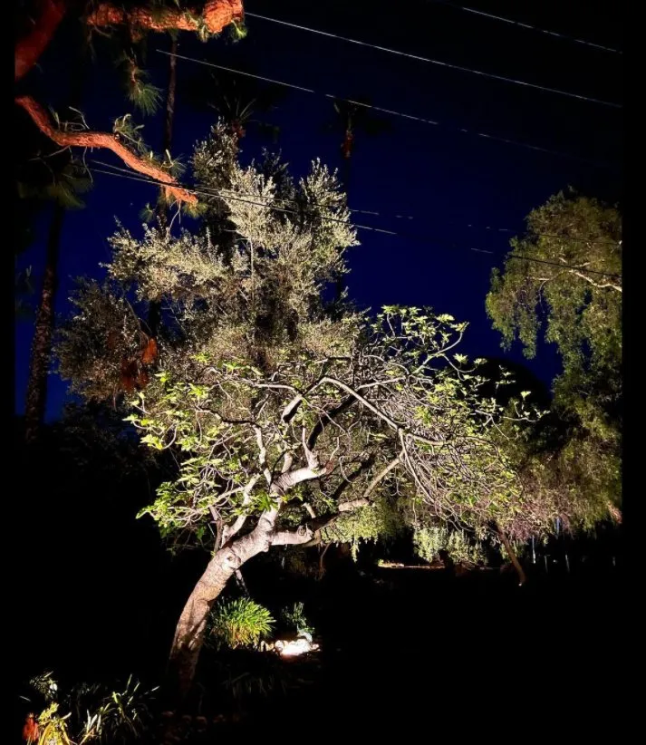 Professional lawn care service experts serving San Diego, CA - Illumino Landscape