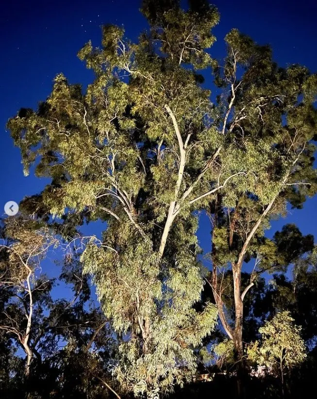 Top-rated yard cleanup service for outdoor upgrades across San Diego, CA - Illumino Landscape