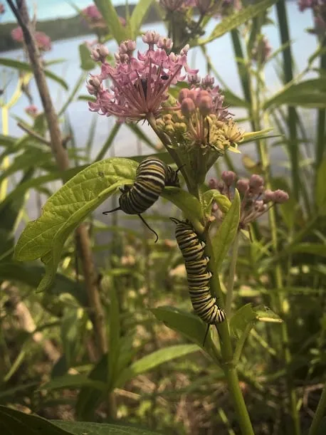 Local garden landscaping in Waukegan, IL by ILM Environments