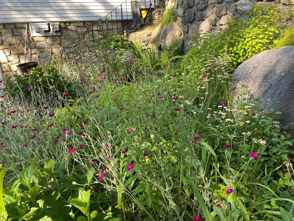 Custom lawn care service for beautiful yards across Peekskill, NY - IM Landscaping & Masonry