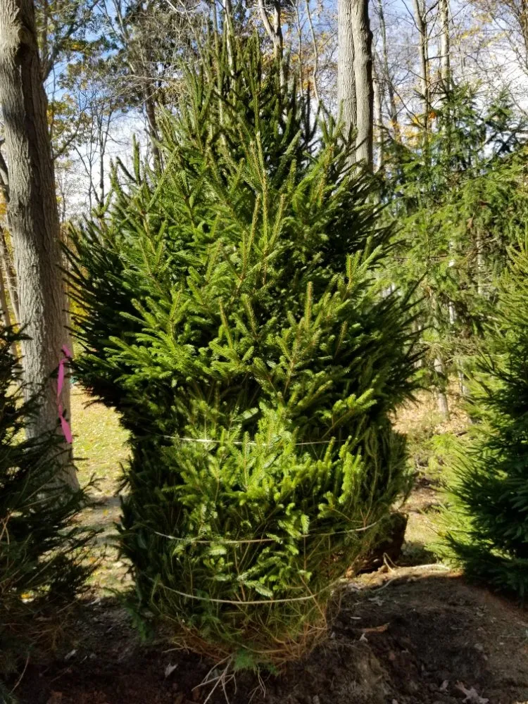 Top-rated landscaping services in Peekskill, NY by IM Landscaping & Masonry