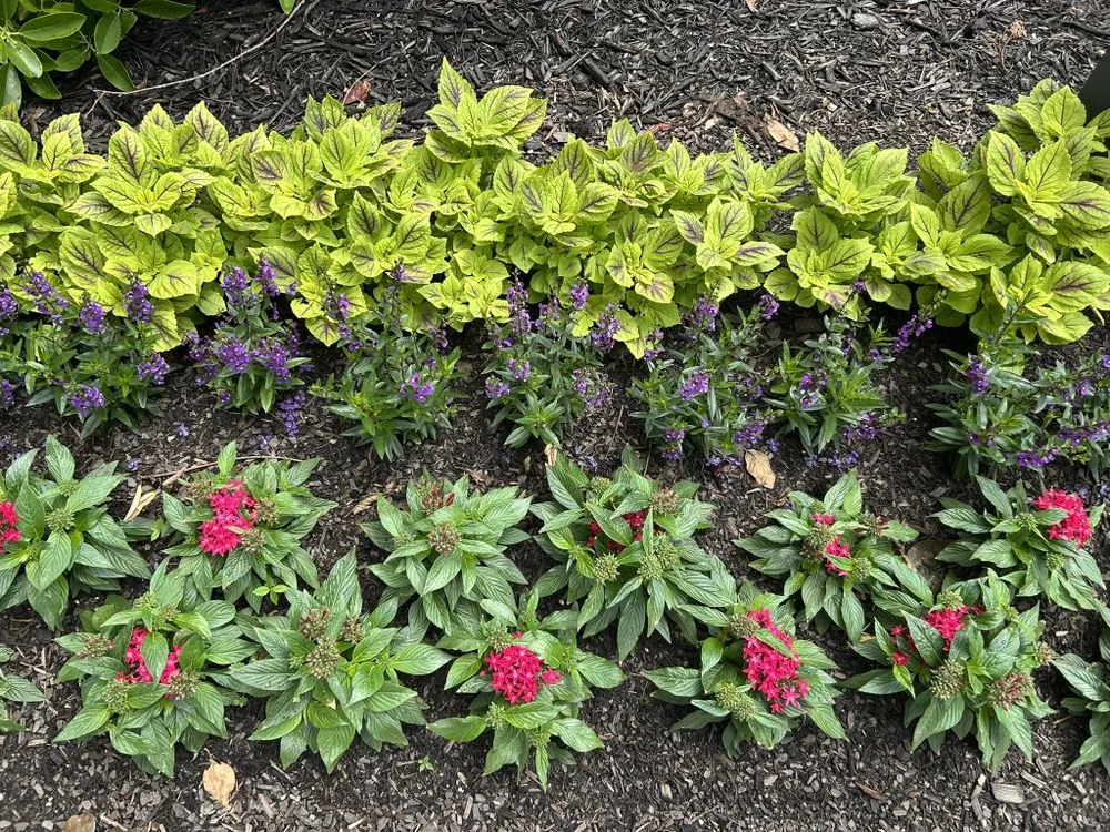 Local garden landscaping in Kennesaw, GA - I&M Scapes