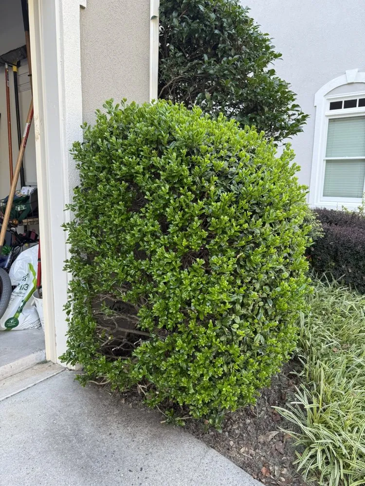Local yard cleanup service in Kennesaw, GA - I&M Scapes