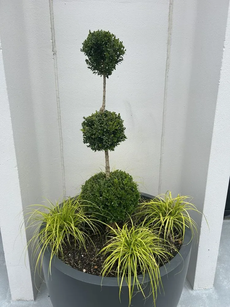 Professional yard maintenance in Kennesaw, GA by I&M Scapes