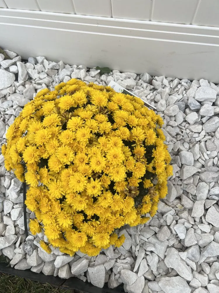 Trusted yard maintenance with custom design in Midvale, UT by Imagination Lawn Care