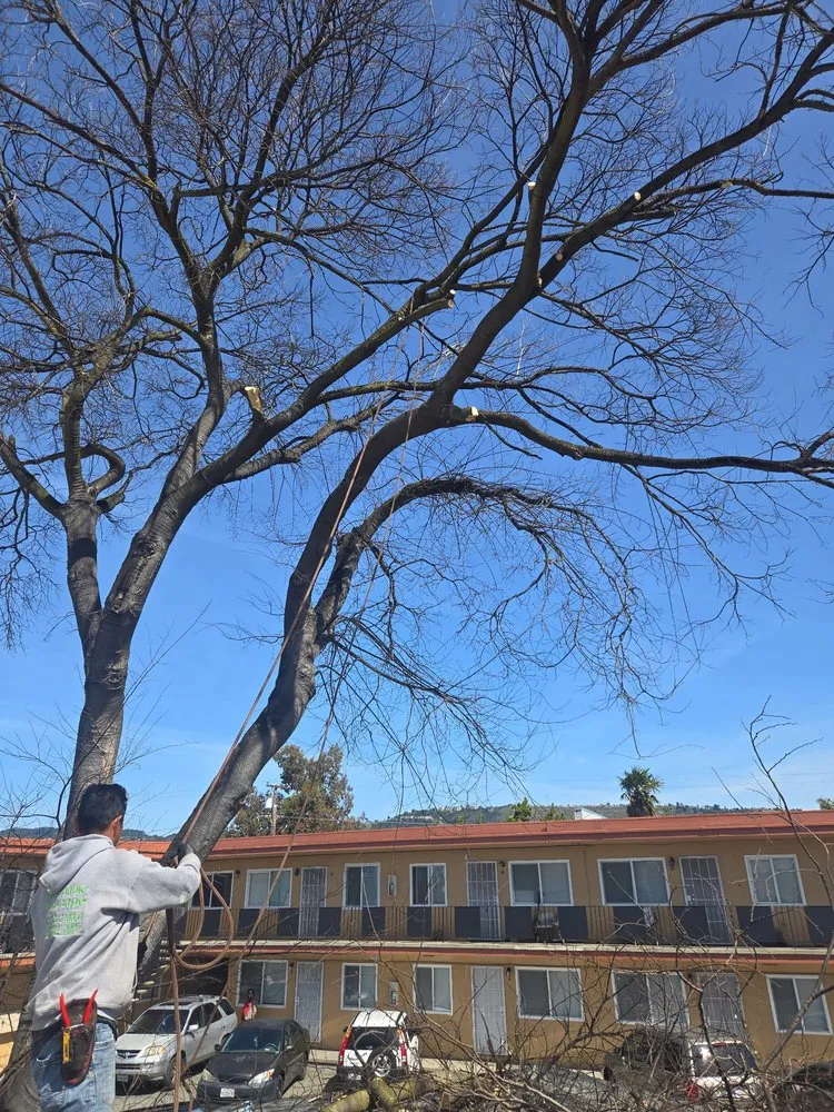 Trusted yard cleanup service experts serving Oakland, CA - Imagine Landscaping