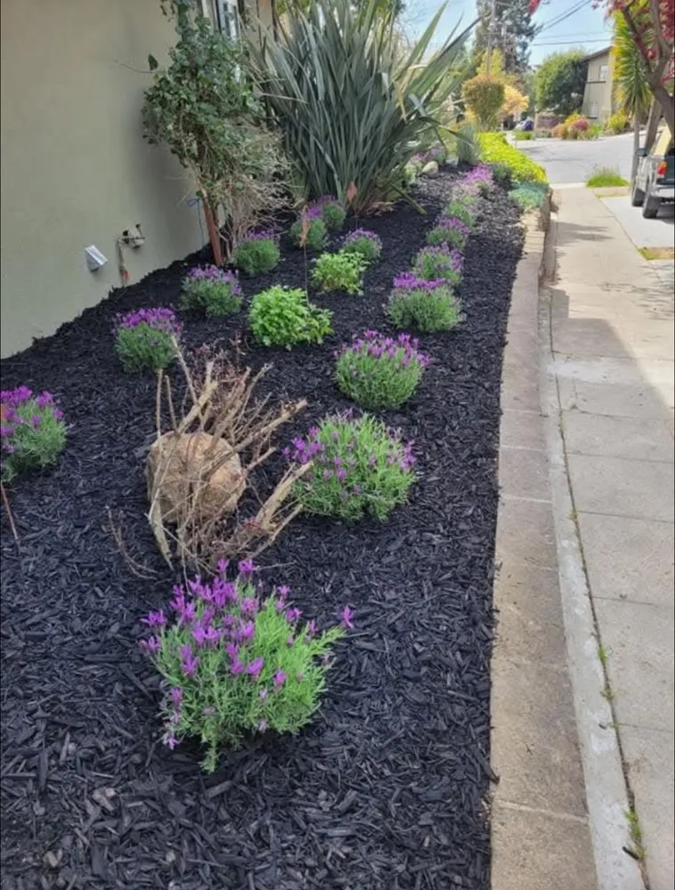 Top-rated yard cleanup service experts serving Oakland, CA - Imagine Landscaping