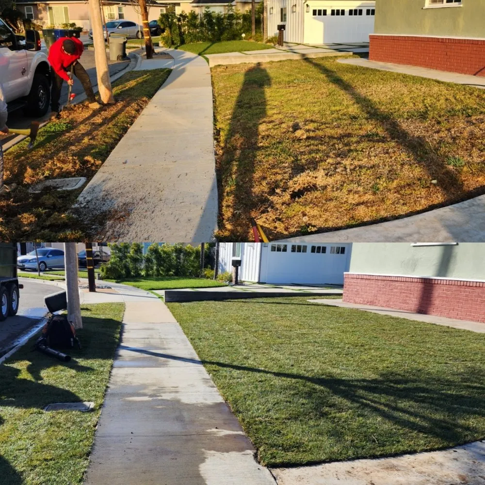Affordable landscape installation for year-round maintenance in Los Angeles, CA by Immaculate Landscape