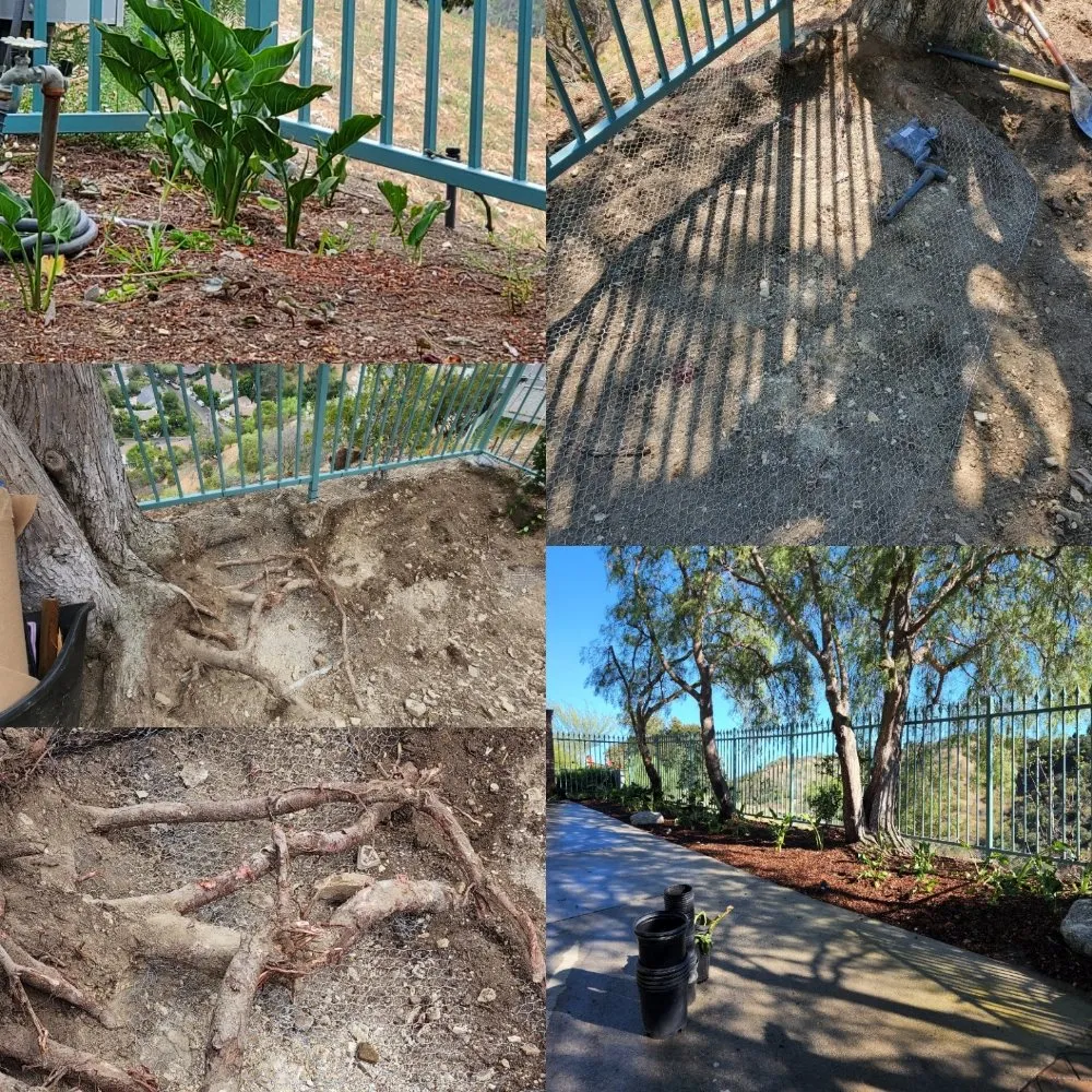 Trusted outdoor landscaping for homes across Los Angeles, CA - Immaculate Landscape