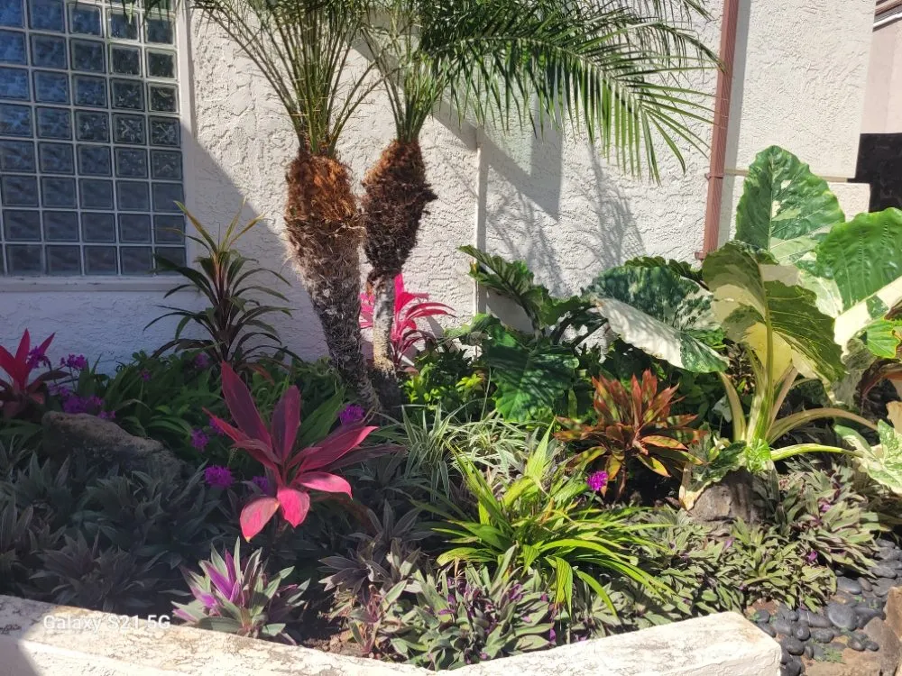 Trusted landscaping services in Kailua, HI - Immaculate Landscaping