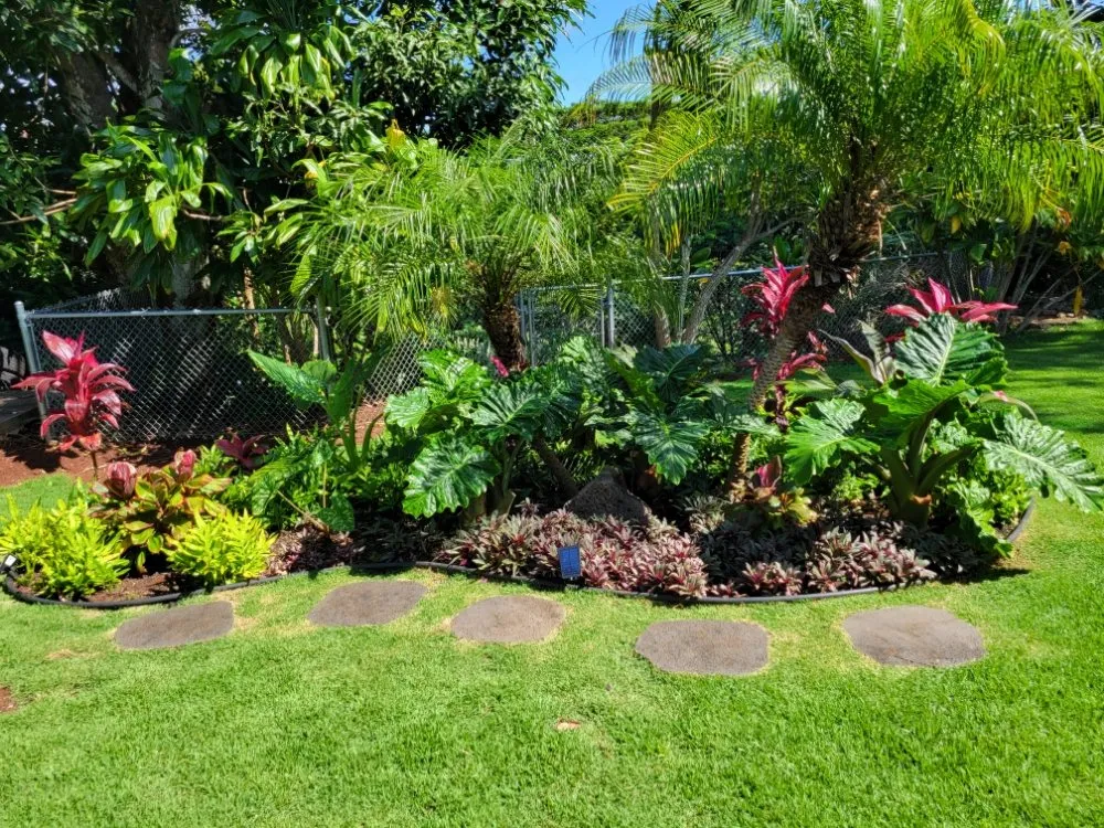 Affordable lawn care service for year-round maintenance in Kailua, HI by Immaculate Landscaping