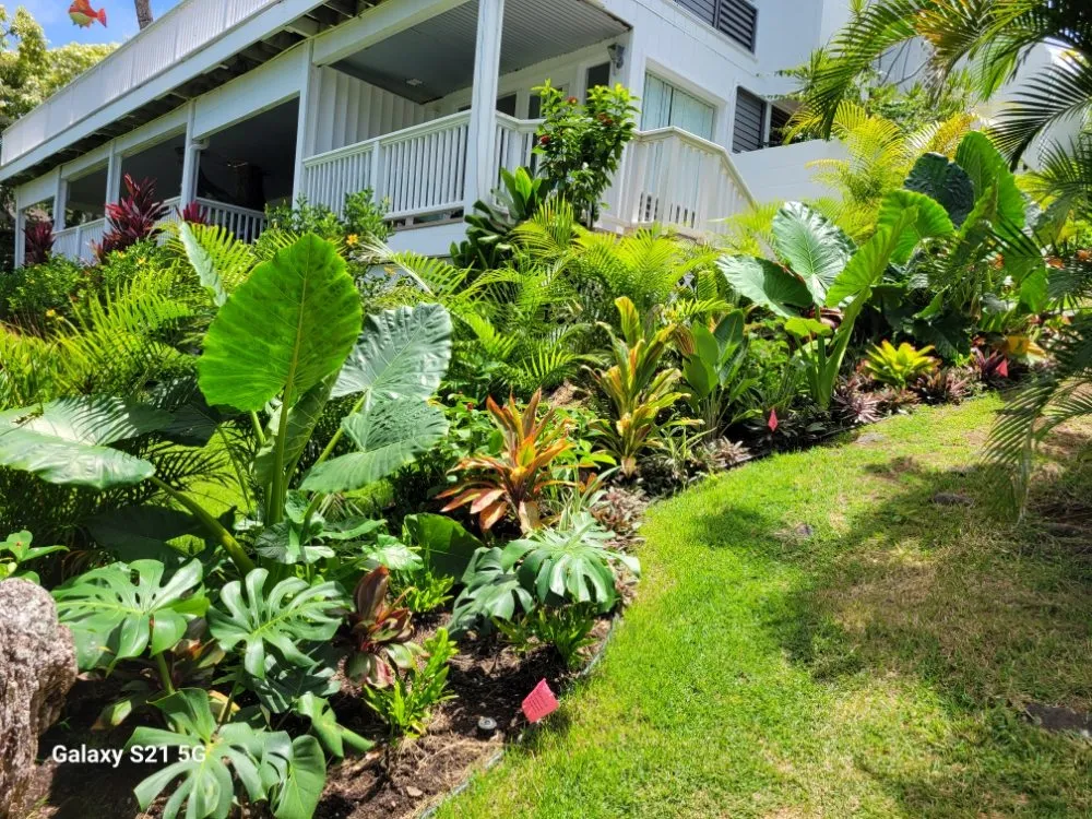 Reliable yard maintenance experts serving Kailua, HI - Immaculate Landscaping