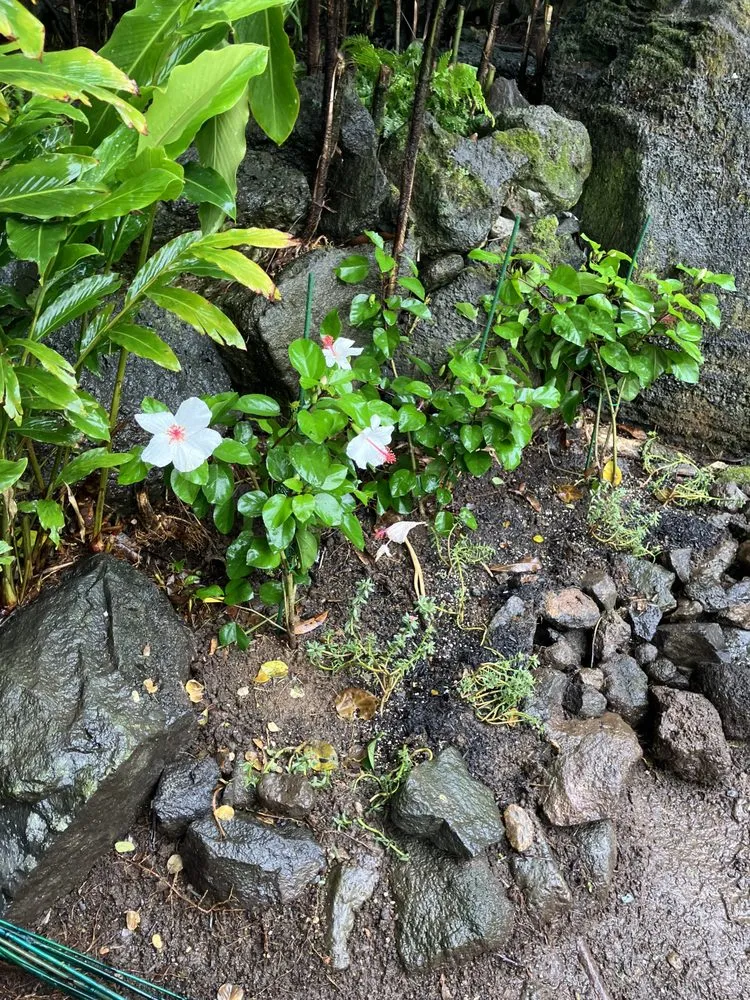 Custom landscape design in Kaneohe, HI by Immaculate Landscaping
