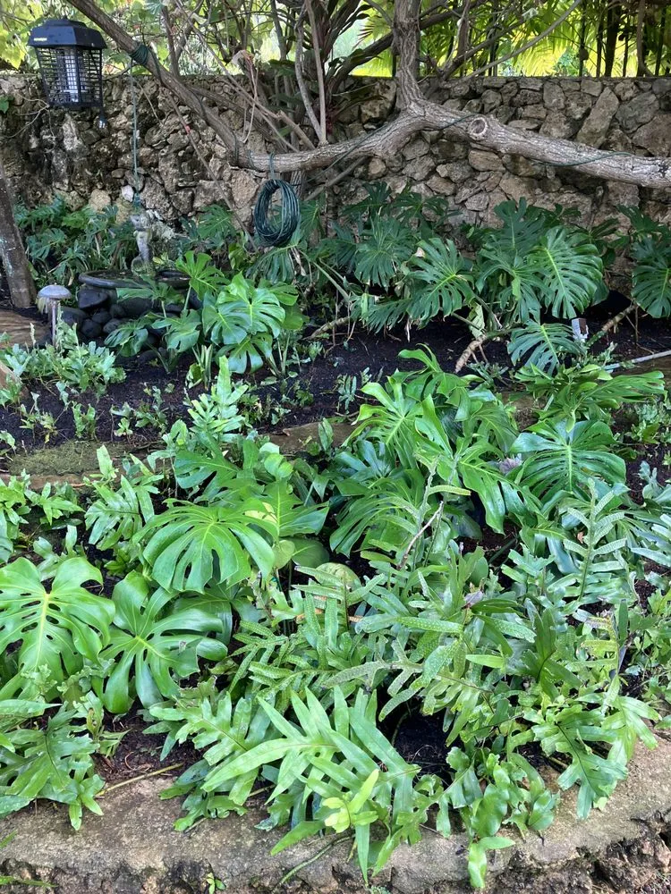 Custom yard cleanup service for year-round maintenance in Kaneohe, HI by Immaculate Landscaping