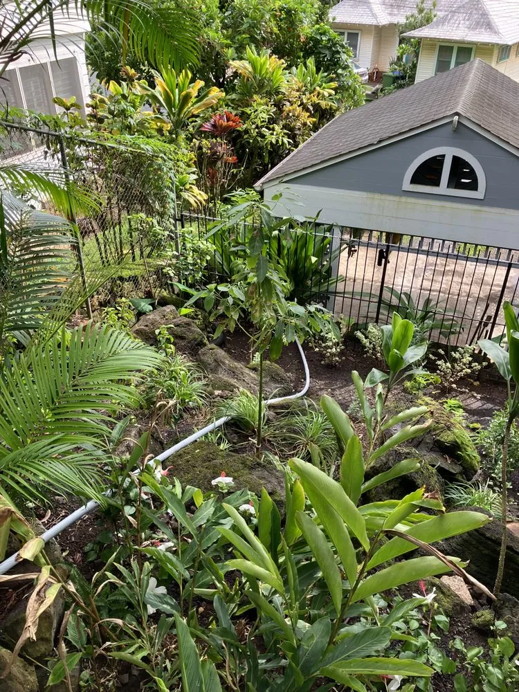 Reliable lawn care service for year-round maintenance in Kaneohe, HI by Immaculate Landscaping