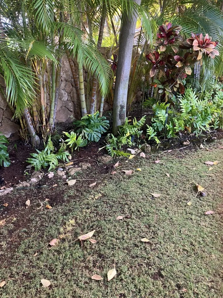 Local lawn care service experts serving Kaneohe, HI - Immaculate Landscaping
