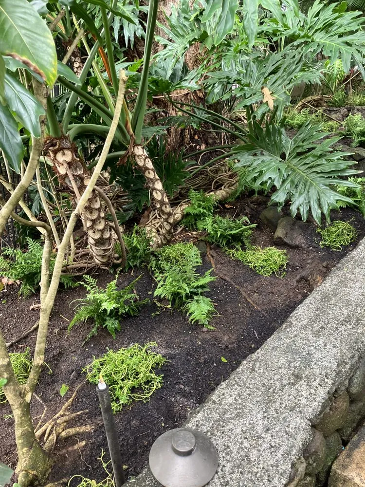 Trusted yard maintenance for homes in Kaneohe, HI by Immaculate Landscaping