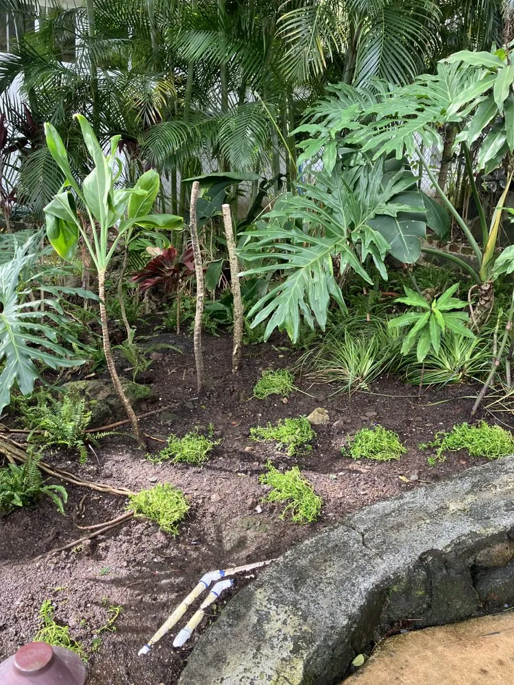 Affordable lawn mowing service near you across Kaneohe, HI - Immaculate Landscaping