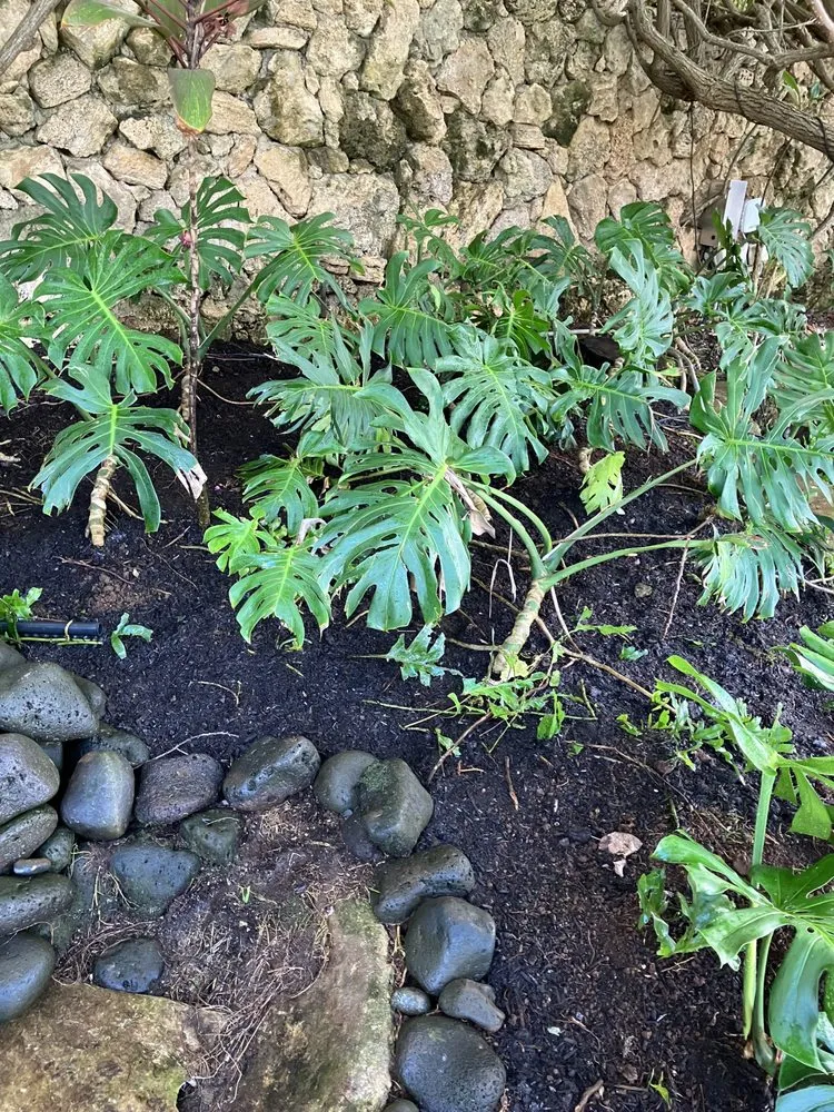 Reliable outdoor landscaping with custom design in Kaneohe, HI by Immaculate Landscaping