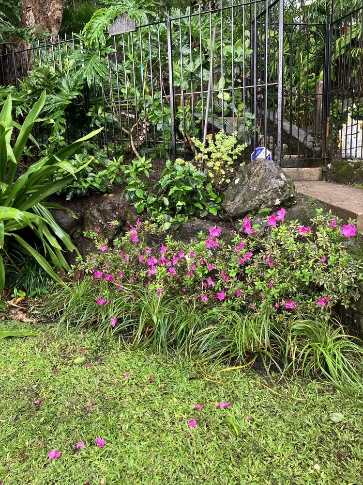 Expert lawn care service for residential properties across Kaneohe, HI - Immaculate Landscaping