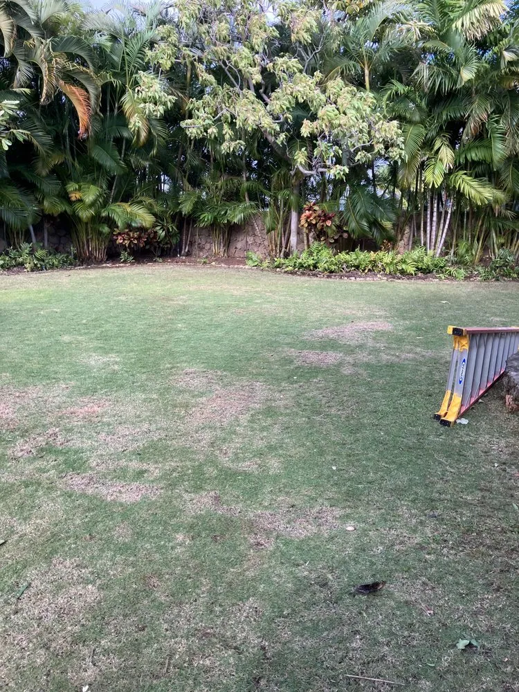 Custom yard maintenance experts serving Kaneohe, HI - Immaculate Landscaping