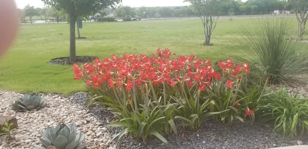 Reliable yard maintenance for residential properties in Leander, TX by Immaculate Outdoor