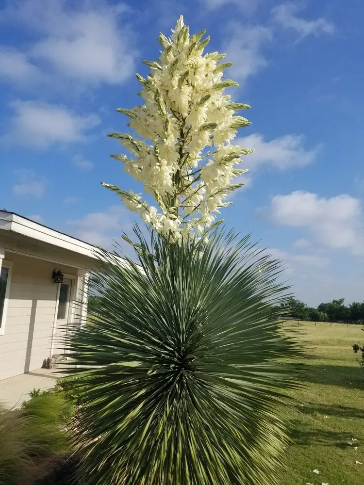 Custom landscape design experts serving Leander, TX - Immaculate Outdoor