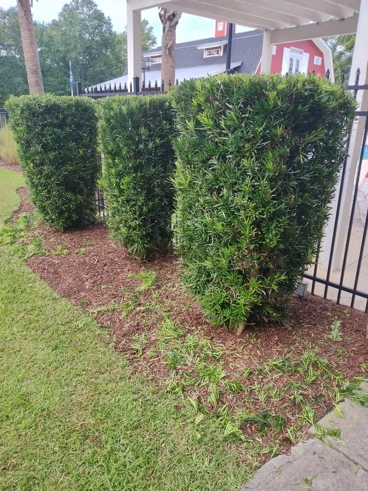 Local residential landscaping near you across Loris, SC - Immaculate Trims