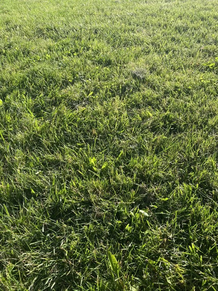 Trusted lawn mowing service in Secaucus, NJ - Immanuel Lawn Care and Cleaning Services