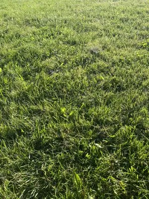 Immanuel Lawn Care and Cleaning Services