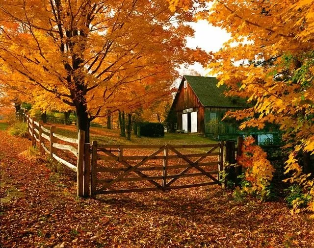 Expert yard maintenance for outdoor upgrades in Springfield, IL by Immanuel Lawn Service