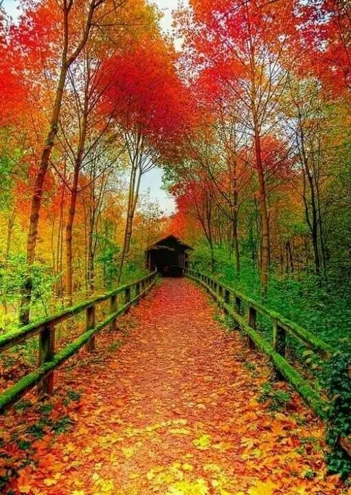 Local outdoor landscaping in Springfield, IL by Immanuel Lawn Service