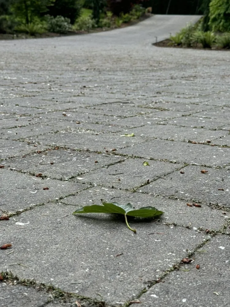 Affordable lawn care service in Snohomish, WA - iMow