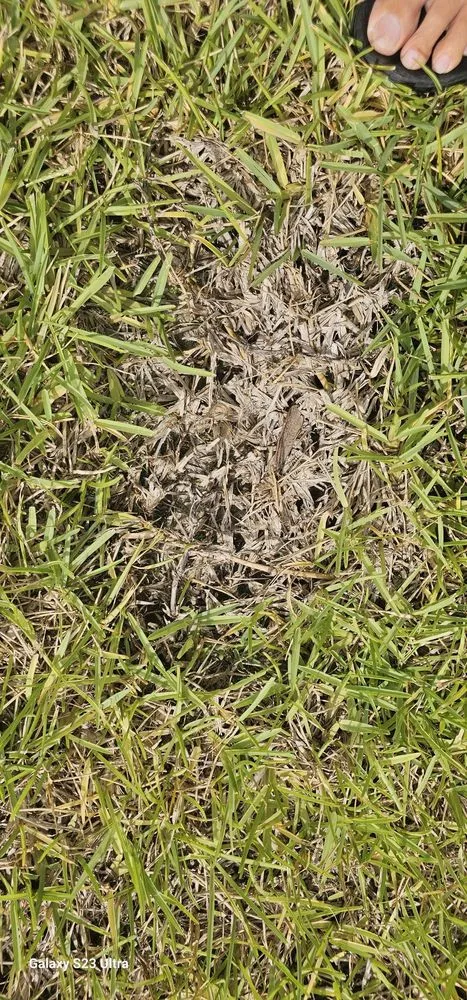 Trusted landscaping services in The Colony, TX - Impact Landscapes