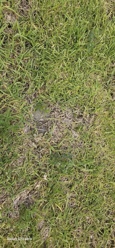 Professional garden landscaping in The Colony, TX - Impact Landscapes