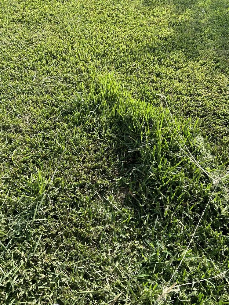 Local landscaping services for homes across Jupiter, FL - Impact Landscaping & Irrigation