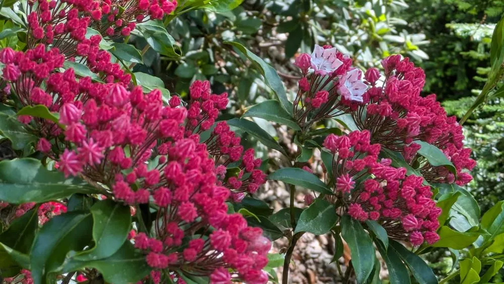 Top-rated yard cleanup service near you in Medina, OH by Impact Landscaping