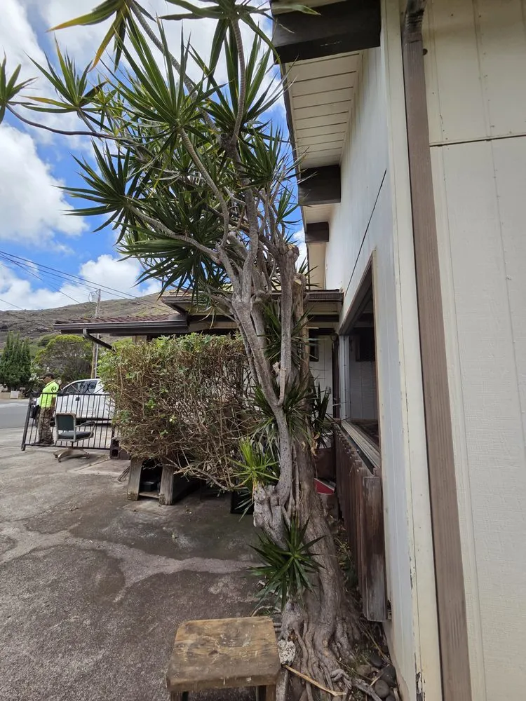 Trusted landscape installation in Honolulu, HI - Impact Trees and Landscaping