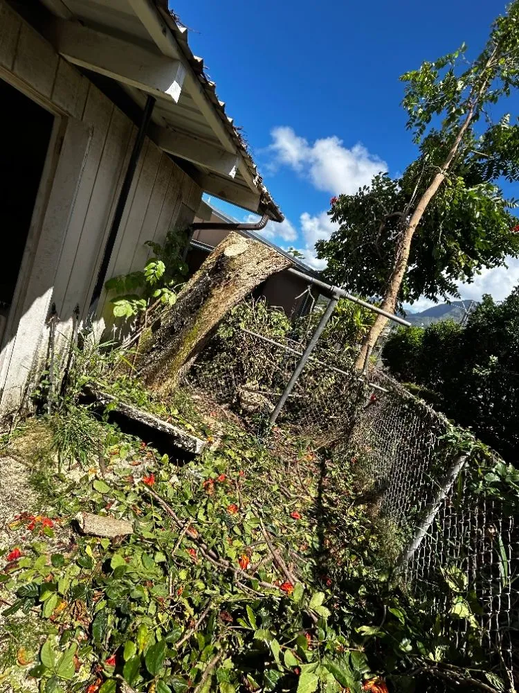 Local lawn care service in Honolulu, HI by Impact Trees and Landscaping