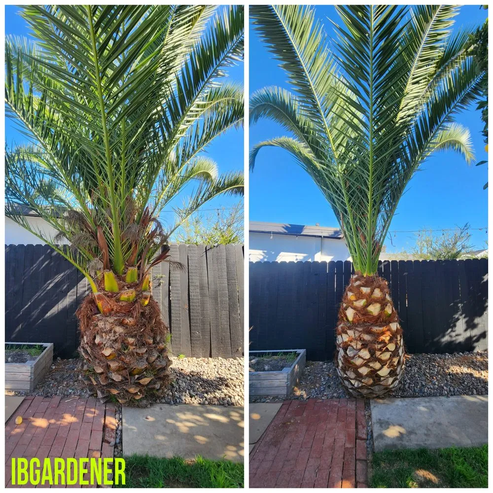 Local outdoor landscaping experts serving Imperial Beach, CA - Imperial Beach Gardener & Junk Removal Services