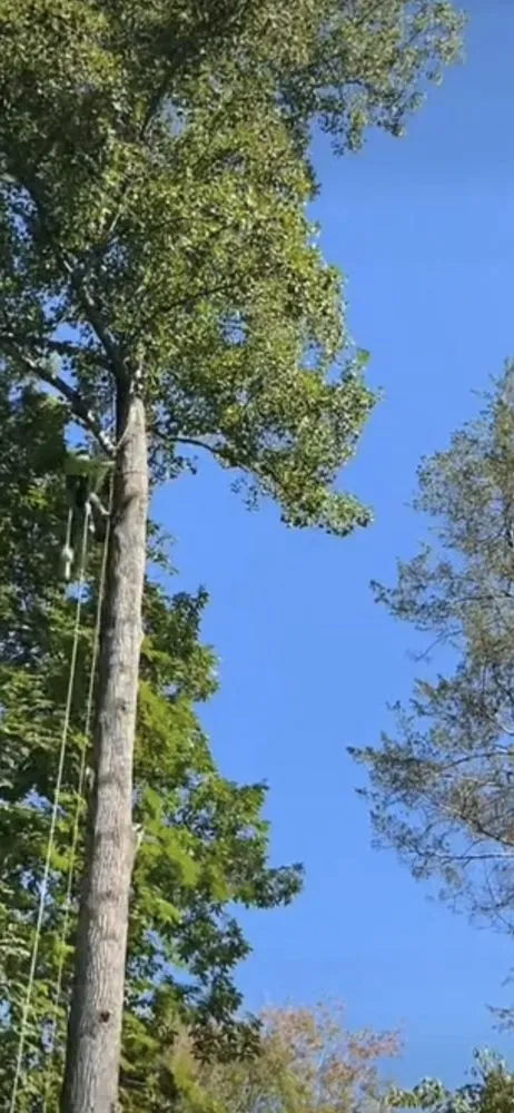 Reliable lawn mowing service experts serving Fredericksburg, VA - Imperial Landscaping