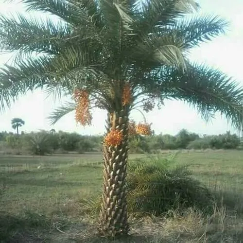 Top-rated lawn mowing service in La Marque, TX by Imperial Landscaping