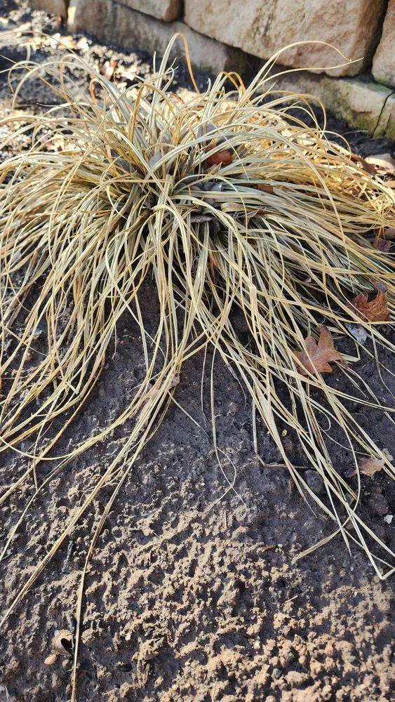 Professional landscape design in Edmond, OK - Imperial Lawns