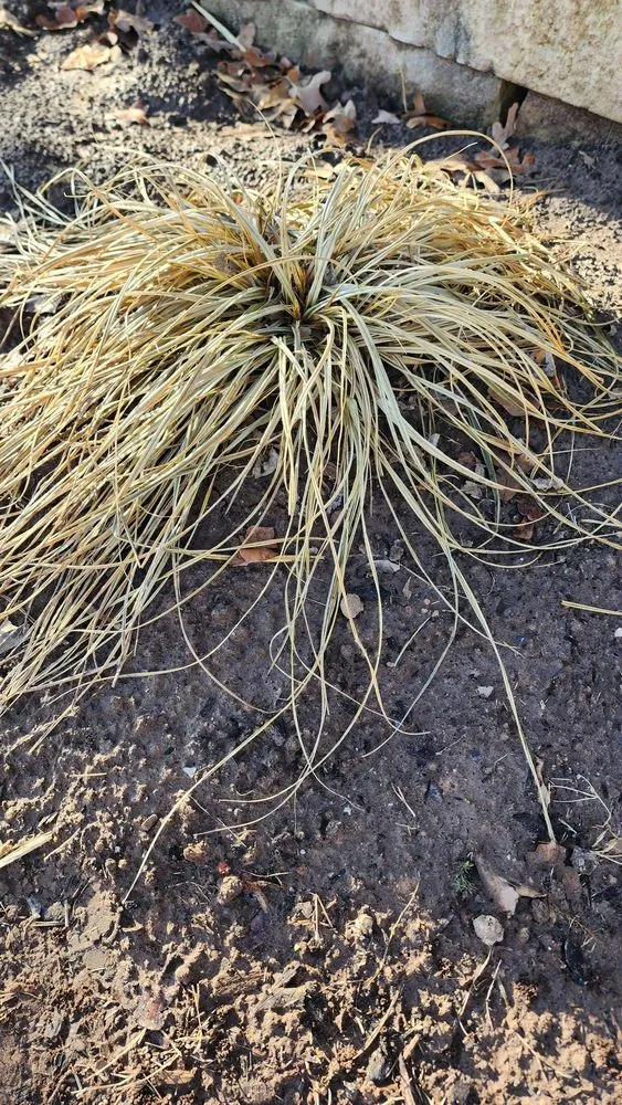 Professional lawn mowing service for year-round maintenance across Edmond, OK - Imperial Lawns