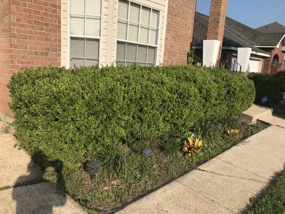 Top-rated residential landscaping in New Orleans, LA by Imperial Qualities