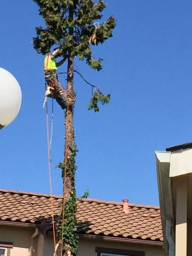 Affordable lawn care service for outdoor upgrades across Campbell, CA - Imperial Tree