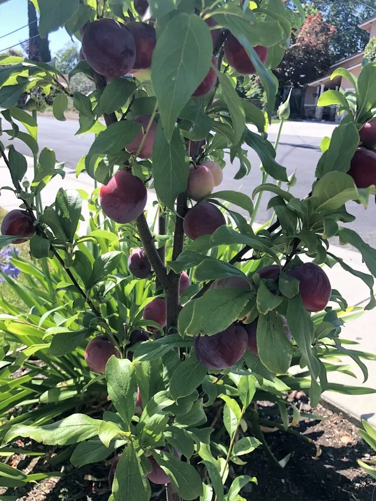 Reliable yard maintenance for outdoor upgrades across Campbell, CA - Imperial Tree