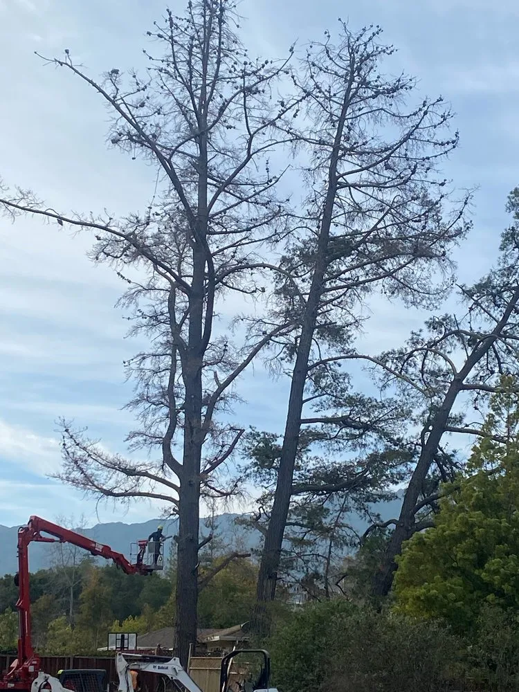 Custom landscaping services in Campbell, CA - Imperial Tree