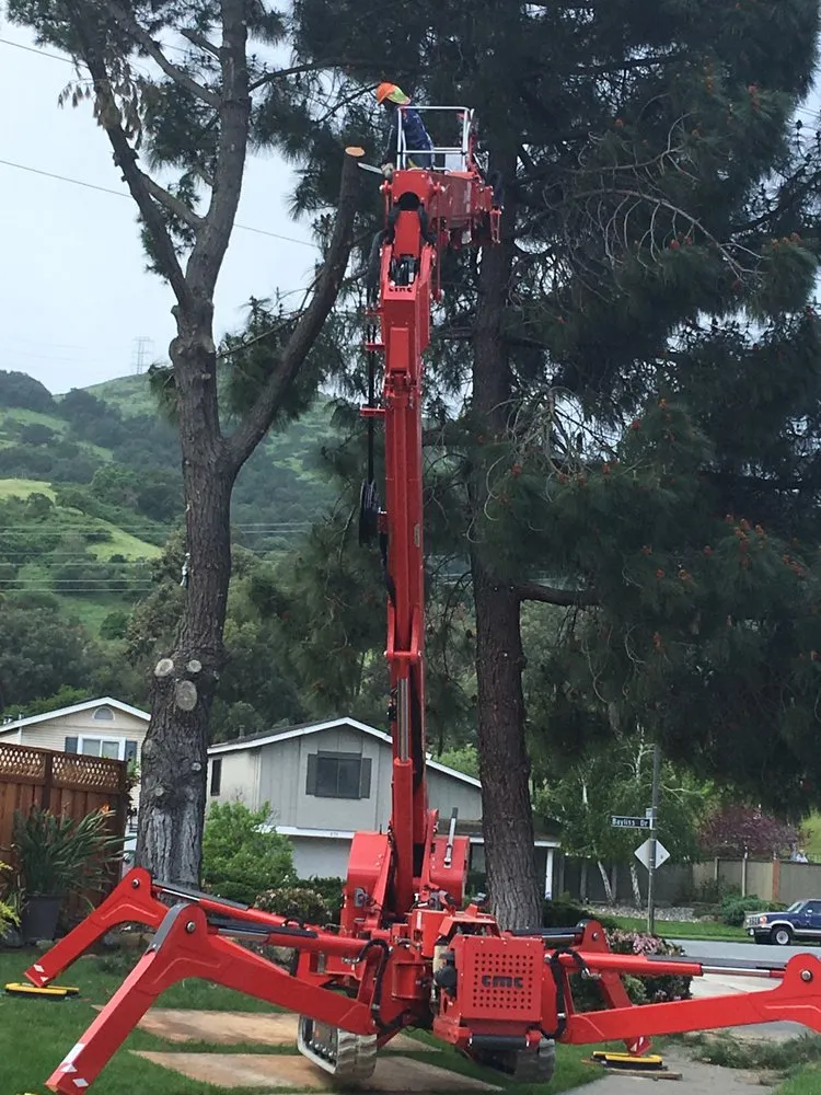 Expert lawn care service experts serving Campbell, CA - Imperial Tree